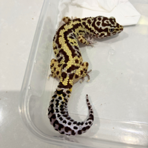 B260843 Bold Stripe ph Tremper Betina