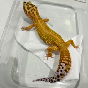 B260844 Emerine Patty Stripe het Tremper Betina