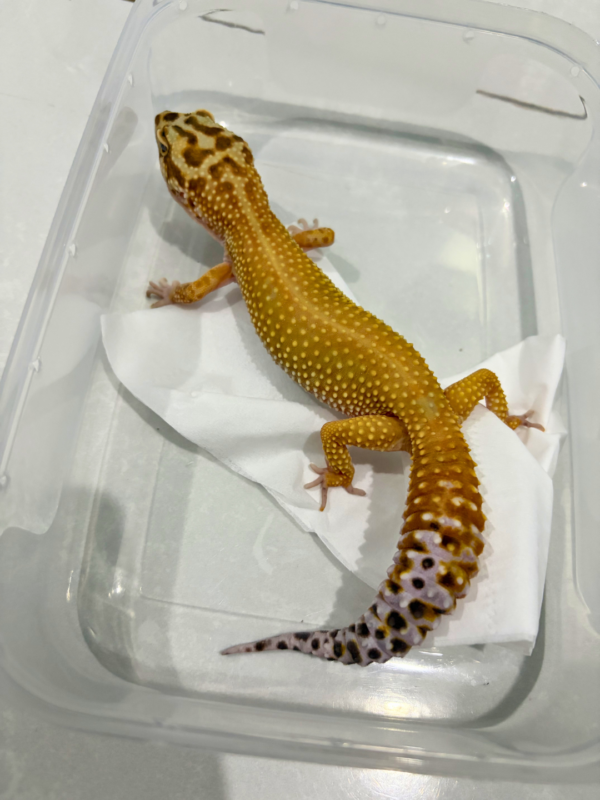 B260844 Emerine Patty Stripe het Tremper Betina