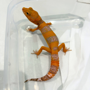 B260849 Gecko Tremper Lavender jantan most wanted