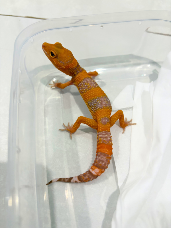 B260849 Gecko Tremper Lavender jantan most wanted