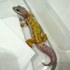 B260855 Gecko Murphy's Patternless Black Night Cross jantan