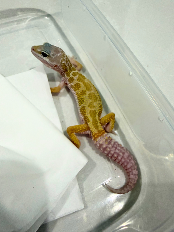 B260855 Gecko Murphy's Patternless Black Night Cross jantan