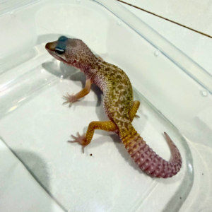 B260856 Gecko Black Night Cotton jantan