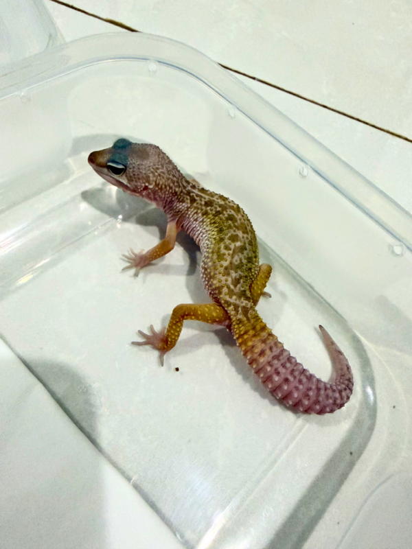 B260856 Gecko Black Night Cotton jantan