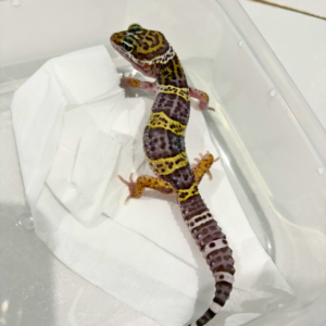 B260857 Black Night het MP ph Tremper Jantan