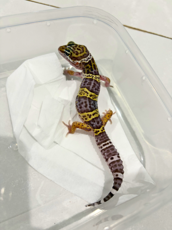 B260857 Black Night het MP ph Tremper Jantan