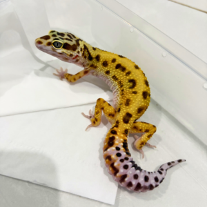 B260858 Tangerine Jungle ph Tremper Betina