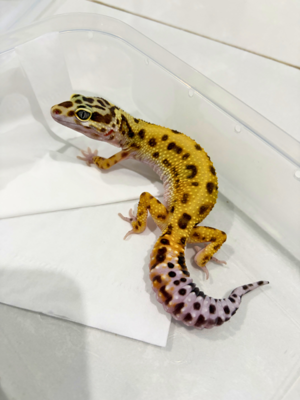 B260858 Tangerine Jungle ph Tremper Betina