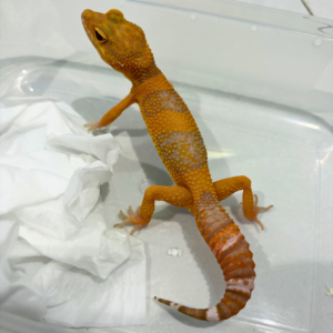 B260861 Gecko Sunspot betina