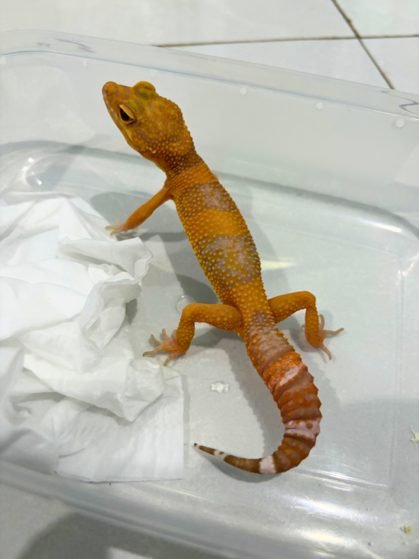 B260861 Gecko Sunspot betina