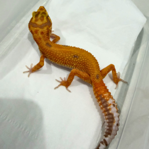 B260863 APTOR ph RAPTOR B260863 APTOR ph RAPTOR