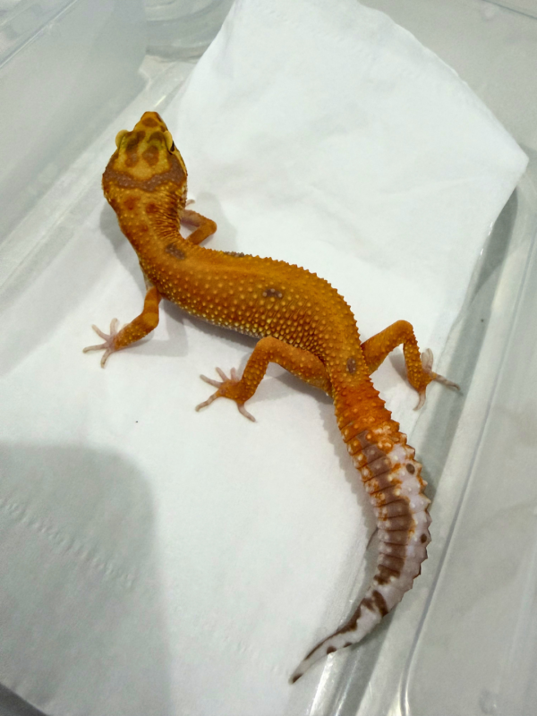 B260863 APTOR ph RAPTOR