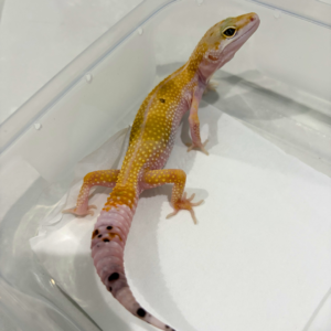 B260865 White & Yellow het Tremper ph RAPTOR Betina