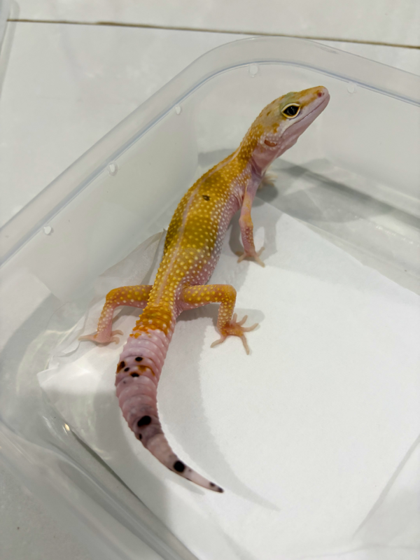 B260865 White & Yellow het Tremper ph RAPTOR Betina