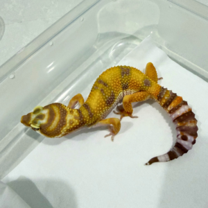 B260866 Tremper Afghan Line Betina