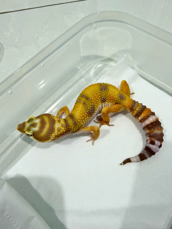 B260866 Tremper Afghan Line Betina