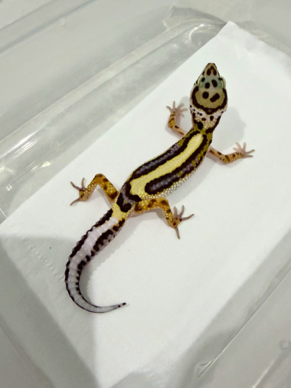 B260869 Gecko Bold Stripe ph Tremper betina