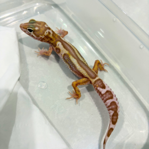 B260870 Mack Snow Tremper Reverse Stripe ph RAPTOR Betina B260870 Mack Snow Tremper Reverse Stripe ph RAPTOR Betina