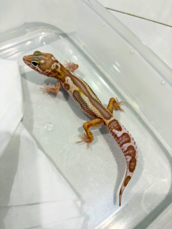 B260870 Mack Snow Tremper Reverse Stripe ph RAPTOR Betina