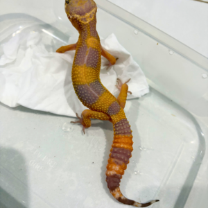 B260871 Sunspot Betina B260871 Sunspot Betina