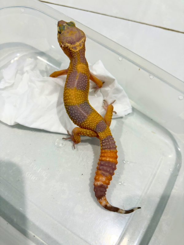 B260871 Sunspot Betina