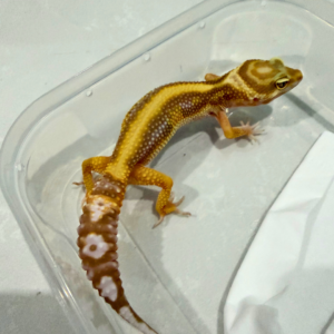 B260873 Tremper Bold Stripe Betina B260873 Tremper Bold Stripe Betina