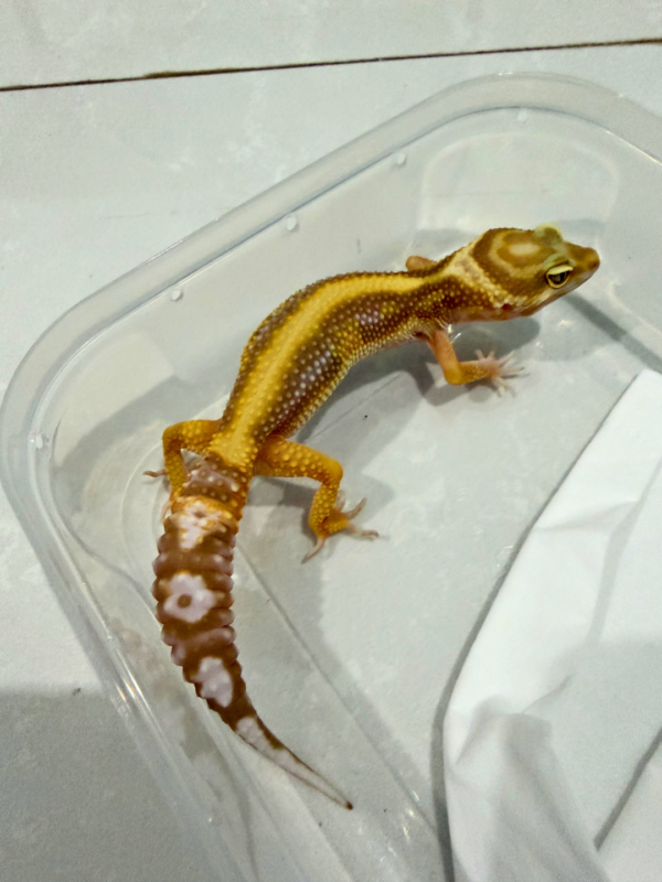B260873 Tremper Bold Stripe Betina