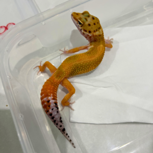 B260874 Gecko Emerine Stripe het Tremper betina B260874 Gecko Emerine Stripe het Tremper betina