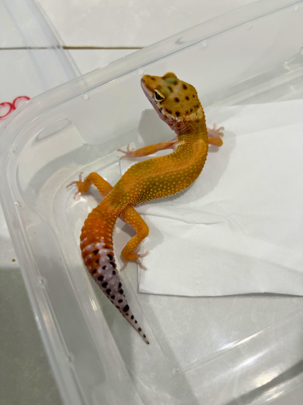 B260874 Gecko Emerine Stripe het Tremper betina