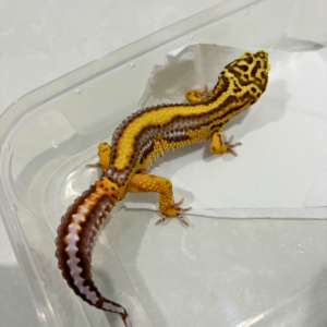 B260879 Bell Bold Stripe jantan B260879 Bell Bold Stripe jantan