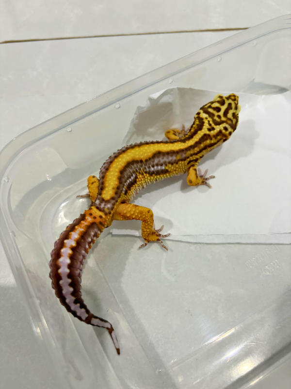 B260879 Bell Bold Stripe jantan