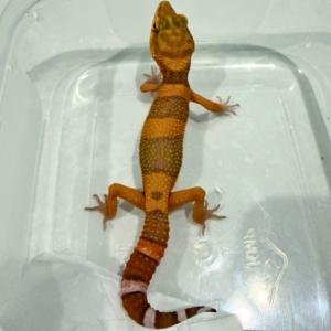 B260880 Leopard Gecko Sunspot jantan B260880 Leopard Gecko Sunspot jantan