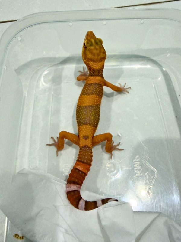 B260880 Leopard Gecko Sunspot jantan