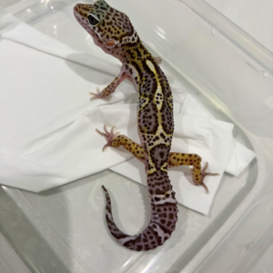 B260881 Mack Snow Black Night ph Tremper Jantan B260881 Mack Snow Black Night ph Tremper Jantan