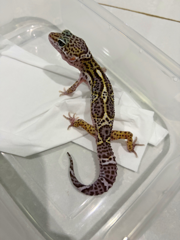 B260881 Mack Snow Black Night ph Tremper Jantan