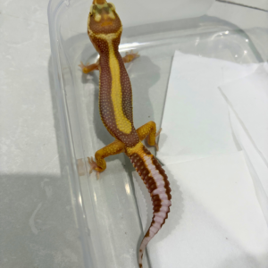 B260884 Tremper Bold Stripe Jantan B260884 Tremper Bold Stripe Jantan