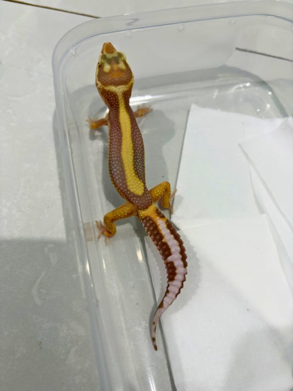 B260884 Tremper Bold Stripe Jantan