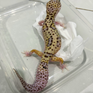 B260886 Mack Snow Eclipse ph Tremper Betina B260886 Mack Snow Eclipse ph Tremper Betina