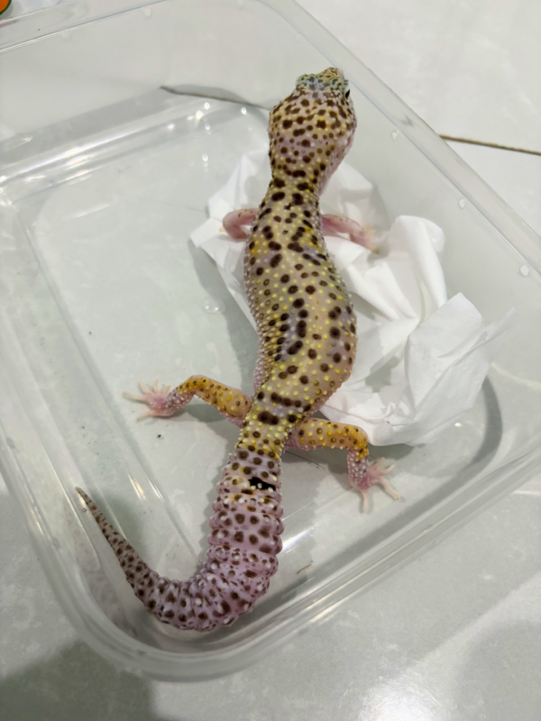 B260886 Mack Snow Eclipse ph Tremper Betina