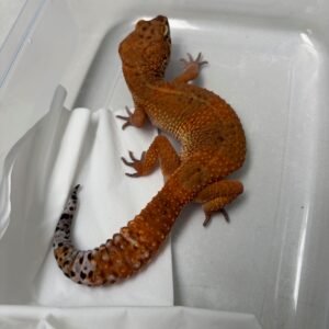 L151 Gecko Baldy Spot ph Tremper betina L151 Gecko Baldy Spot ph Tremper betina