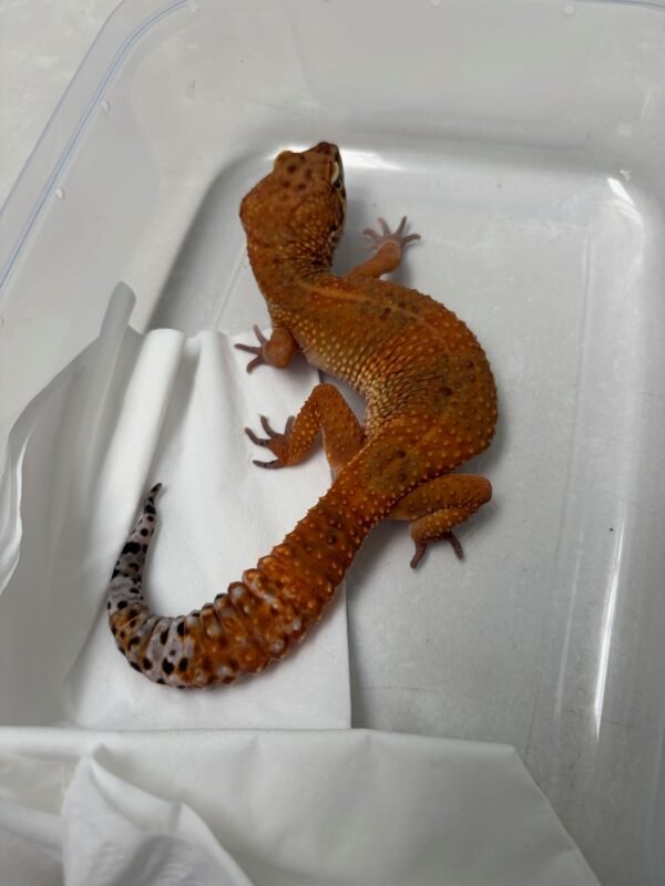 L151 Gecko Baldy Spot ph Tremper betina