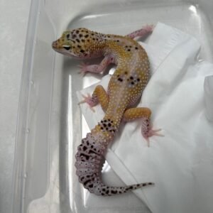 L166 Gecko Hypo TUG Snow Eclipse het Tremper betina RARE OVULASI siap kawin L166 Gecko Hypo TUG Snow Eclipse het Tremper betina RARE OVULASI siap kawin