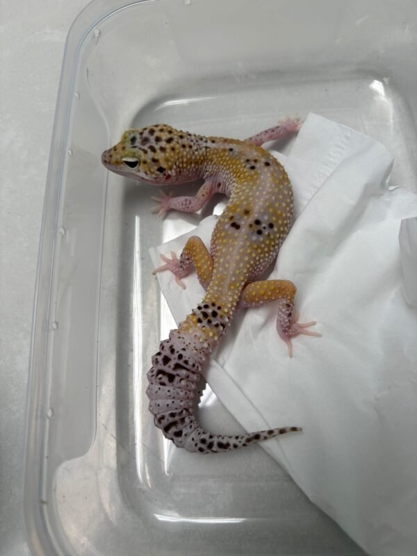 L166 Gecko Hypo TUG Snow Eclipse het Tremper betina RARE OVULASI siap kawin
