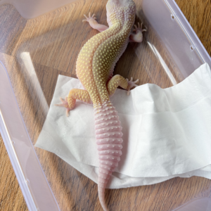 L177 Gecko Cotton Black Night Cross ph Ember betina