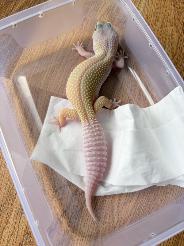 L177 Gecko Cotton Black Night Cross ph Ember betina