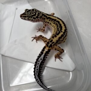 L219 Gecko Bold Stripe ph Tremper betina L219 Gecko Bold Stripe ph Tremper betina