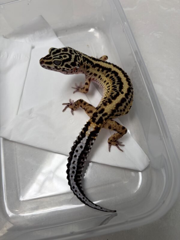 L219 Gecko Bold Stripe ph Tremper betina