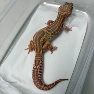 L220 Gecko Snow Chocolate Reverse Stripe betina RARE L220 Gecko Snow Chocolate Reverse Stripe betina RARE
