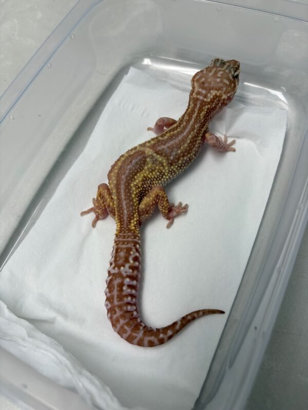 L220 Gecko Snow Chocolate Reverse Stripe betina RARE